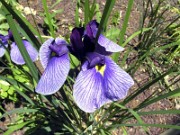 I. ensata