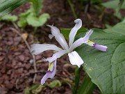 Iris speculatrix 0003