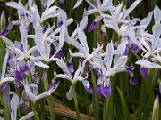 Iris speculatrix 20100006