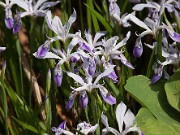 Iris speculatrix 20110004