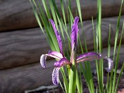 Iris brandzae 0006