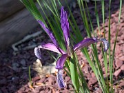 Iris brandzae 0013