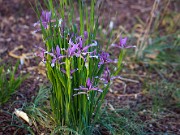 Iris brandzae 20120412_0001