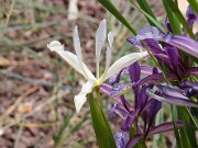 Iris brandzae 20120421_0005