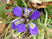 Iris unguicularis 0001