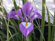 Iris unguicularis 0002