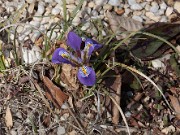 Iris unguicularis ssp. cretensis 20120220_0001