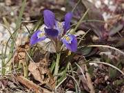 Iris unguicularis ssp. cretensis 20120220_0003