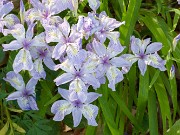 Iris gracilipes 20160516 0002