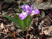 Iris lacustris x gracilipes 0010