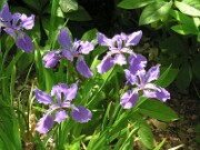 Iris tectorum 0002