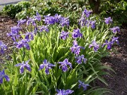 Iris tectorum 0004