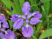 Iris tectorum 20230512 0002