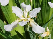 Iris tectorum album 20230512 0002