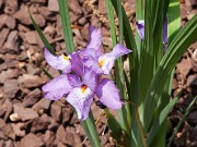 Iris barbatula 20110021