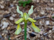 Iris sp. 20110001