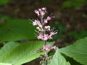 Collinsonia verticillata 0003