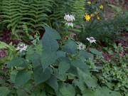 Monarda sp. 0004