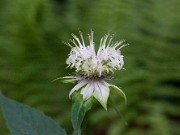 Monarda