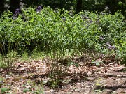 Baptisia australis 20100008