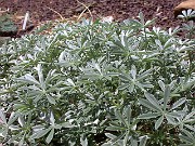 Lupinus albifrons 0006