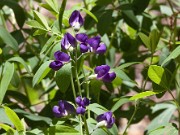 Baptisia