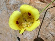 Calochortus luteus JCA1.166.000 0004