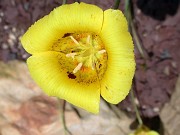 Calochortus luteus JCA1.166.000 0007