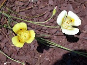 Calochortus luteus x suberbus JCA1.166.100 0004