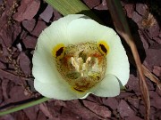 Calochortus luteus x suberbus JCA1.166.100 0007