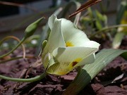 Calochortus luteus x suberbus JCA1.166.100 0010