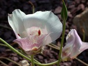 Calochortus sp. 0006