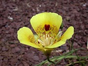 Calochortus sp. Indian Valley Ca. 0002