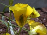 Calochortus sp. Indian Valley Ca. 0011