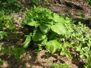 Cardiocrinum giganteum 0003