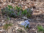 Chionodoxa sp. 20100002