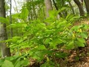 Disporum lanuginosum 0004