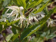 Disporum maculatum 20180501 0001