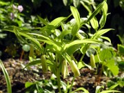 Disporum smilacinum Firefly 0003