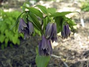 Disporum sp. China (cantoniense) 0001