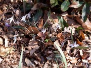 Erythronium albidum 0004