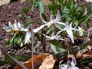 Erythronium albidum 0005