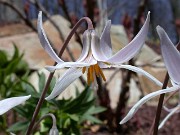 Erythronium albidum 0009