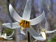 Erythronium albidum 0018