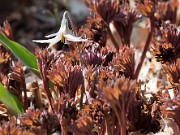 Erythronium albidum 20110001