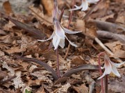 Erythronium albidum 20150403 0001