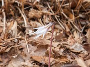 Erythronium albidum 20150403 0003