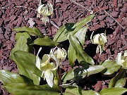 Erythronium californicum 0001