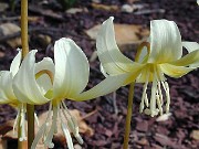 Erythronium californicum White Beauty 0001