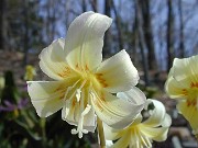 Erythronium californicum White Beauty 0003